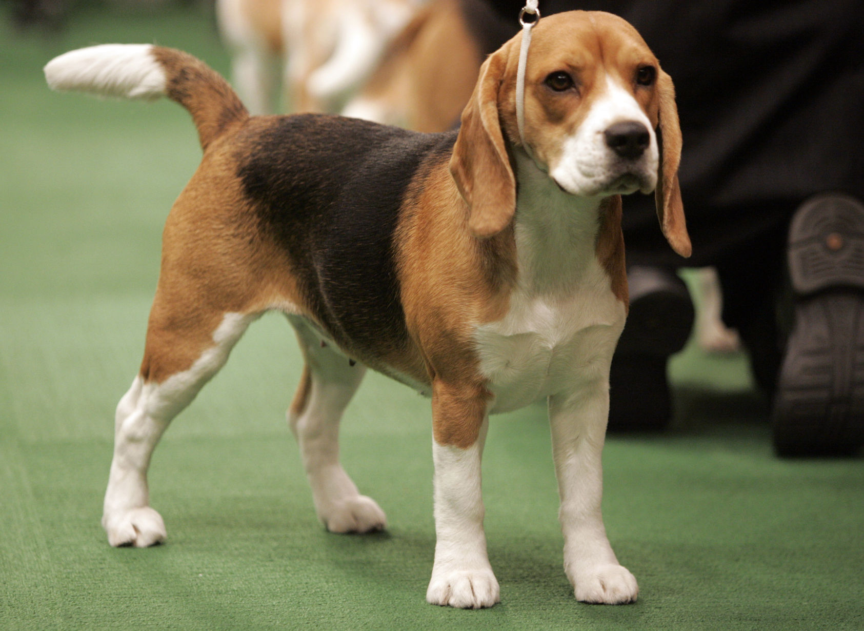 Westminster Dog Show